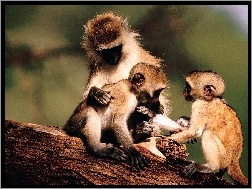 Małpki, Rodzinka